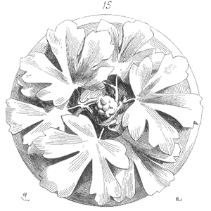 Drawing of Clef voute Sainte Chapelle Paris