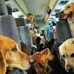 Pets on Planes